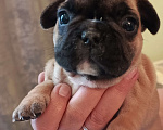 Собаки в Москве: Щенки французского бульдога Разнополые, 45 000 руб. - фото 4
