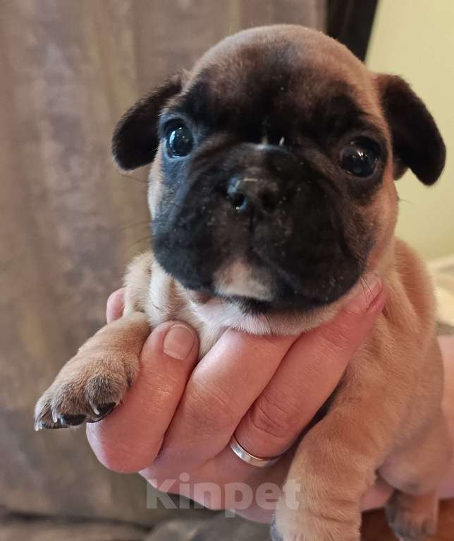 Собаки в Москве: Щенки французского бульдога Разнополые, 45 000 руб. - фото 4