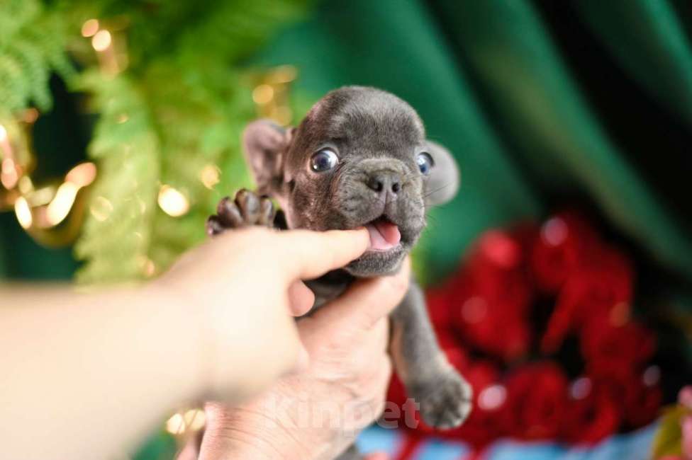 Собаки в Москве: девочка лиловая крохотная Девочка, 90 000 руб. - фото 1