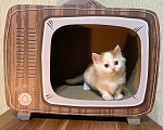 Кошки в Москве: Котята манчкин Разнополые, Бесплатно - фото 8