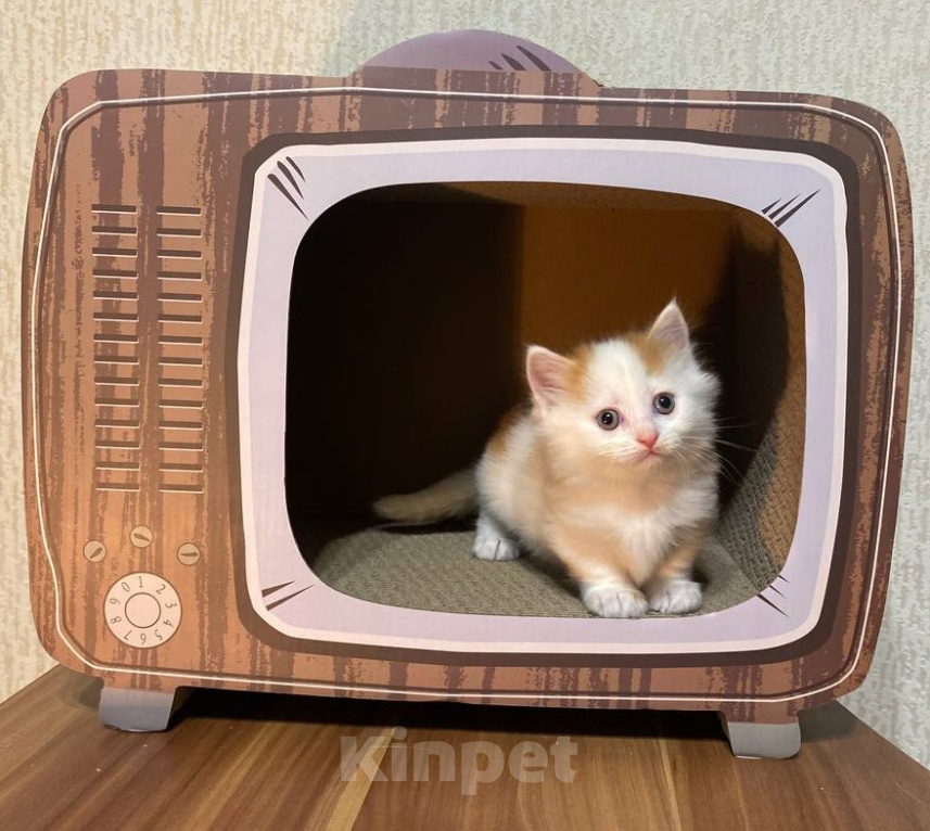 Кошки в Москве: Котята манчкин Разнополые, Бесплатно - фото 8