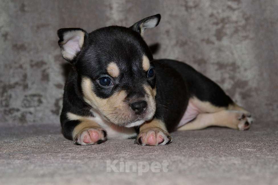 Собаки в Москве: Девочка Американский булли микро формата Девочка, 80 000 руб. - фото 6