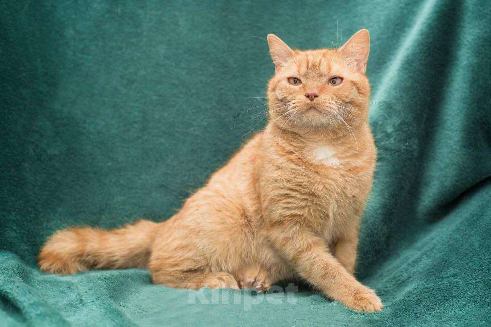 Кошки в Москве: Марс  Мальчик, Бесплатно - фото 2