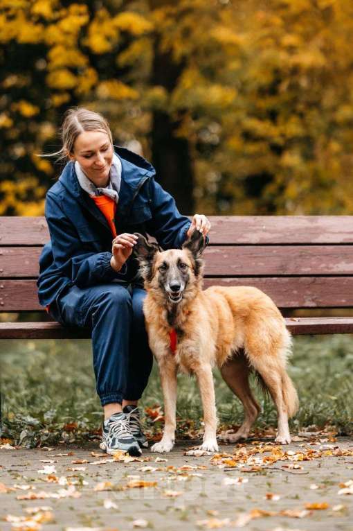 Собаки в Москве: Принцесса Сента в поиске дома! Девочка, Бесплатно - фото 7