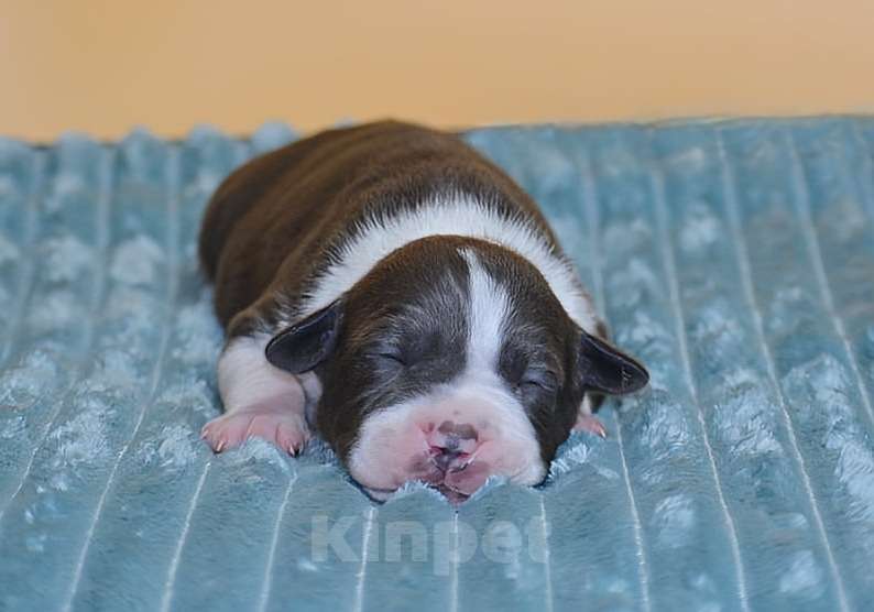 Собаки в Москве: Супер щенки амстафф Девочка, 60 000 руб. - фото 7