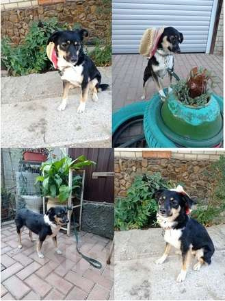 Собаки в Краснодаре: Жуля Девочка, 1 руб. - фото 2