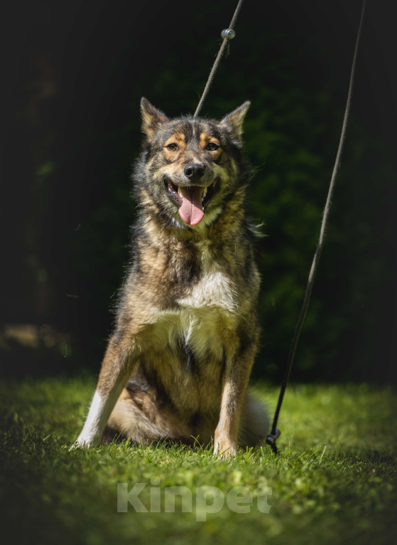 Собаки в других городах Московской области: Пес Волчок ищет дом Мальчик, Бесплатно - фото 2