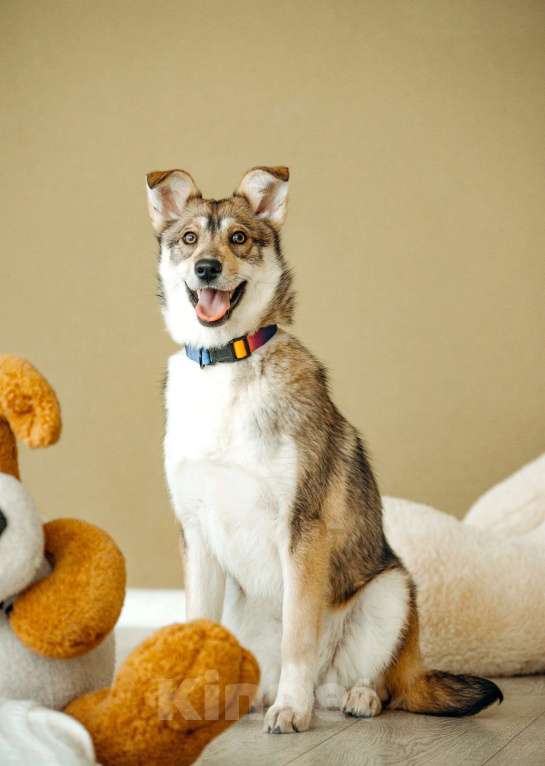 Собаки в Москве: Щенок бесплатно в Москве Девочка, Бесплатно - фото 8