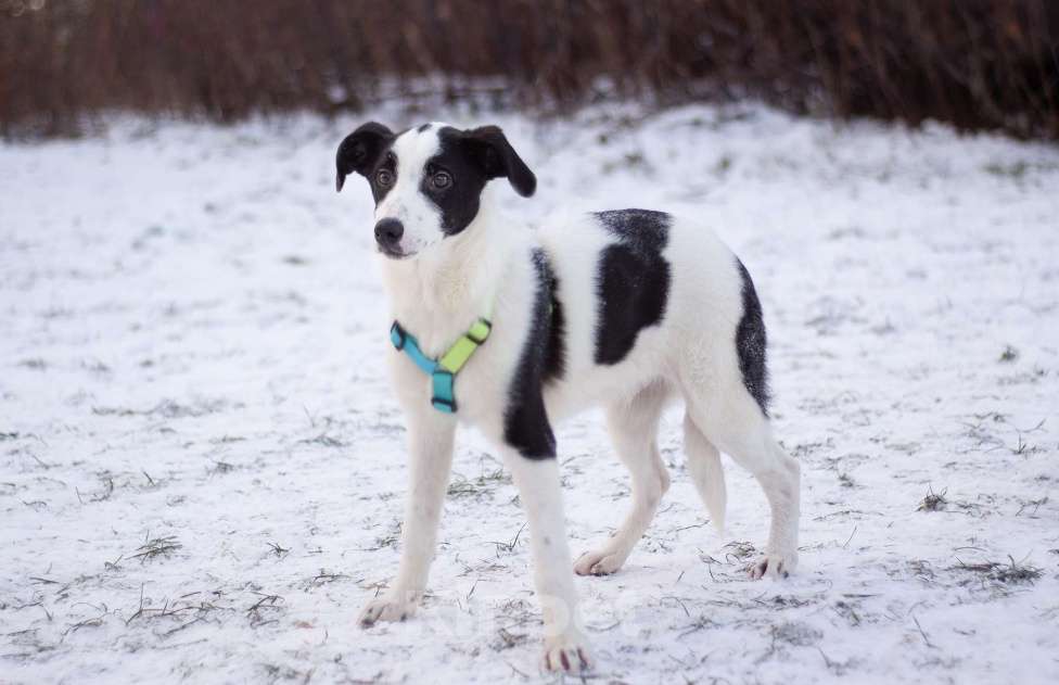 Собаки в Москве: Всегда позитивный Джонас в поисках заботливой семьи Мальчик, Бесплатно - фото 4