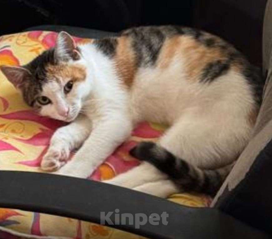 Кошки в Санкт-Петербурге: Василиса Девочка, Бесплатно - фото 2