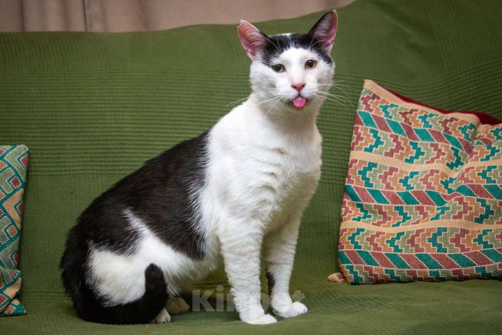 Кошки в Москве: Русский кот Бендер Мальчик, Бесплатно - фото 1