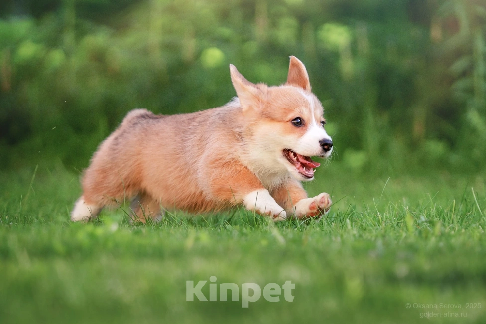 Собаки в Фрязино: Щенки вельш корги пемброк, предварительная бронь на конец мая Девочка, 75 000 руб. - фото 3
