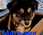 Собаки в Ессентуках: Мальчик средний Мальчик, Бесплатно - фото 1