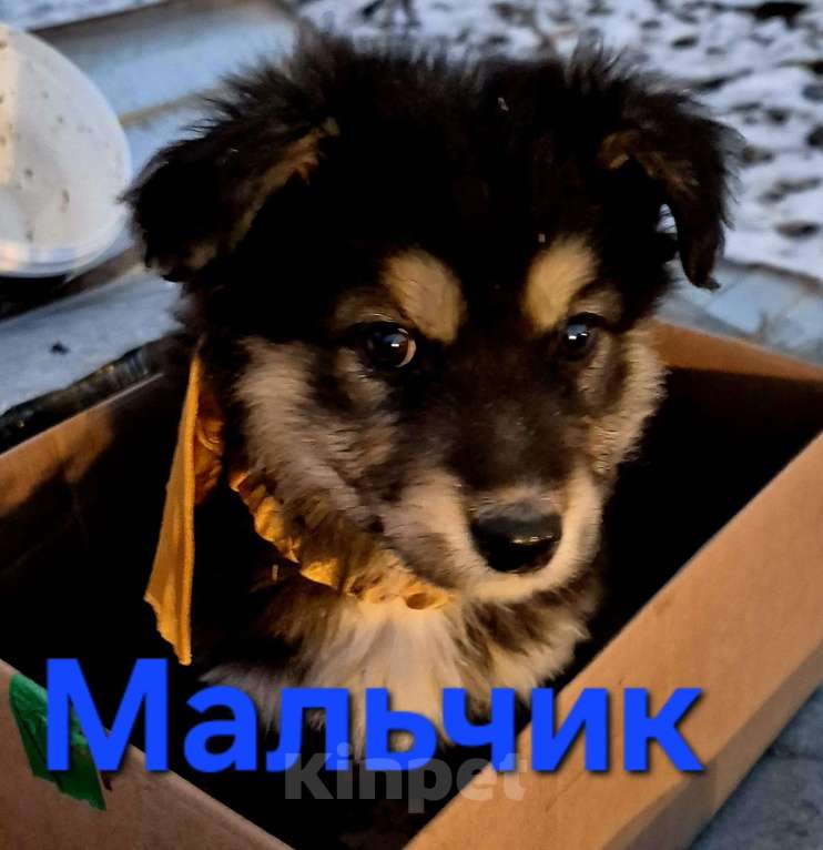 Собаки в Ессентуках: Мальчик средний Мальчик, Бесплатно - фото 1