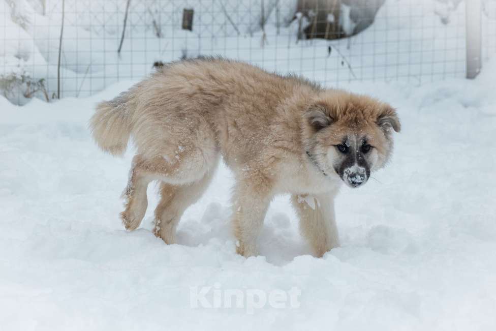 Собаки в Москве: Мали нужен дом  Девочка, Бесплатно - фото 3