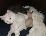 Кошки в Первоуральске: Отдам котят пушистых в добрые руки  Мальчик, 5 руб. - фото 2