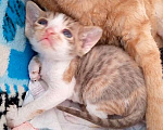Кошки в Томске: Котята Девон-Рекс Мальчик, 35 000 руб. - фото 1