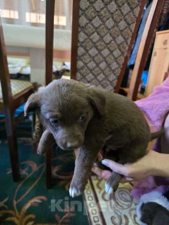 Собаки в Курганинске: Отдам в добрые руки щенков Мальчик, Бесплатно - фото 5