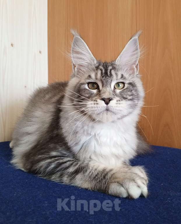 Кошки в Владимире: Кошечка мейн-кун Девочка, 50 000 руб. - фото 2