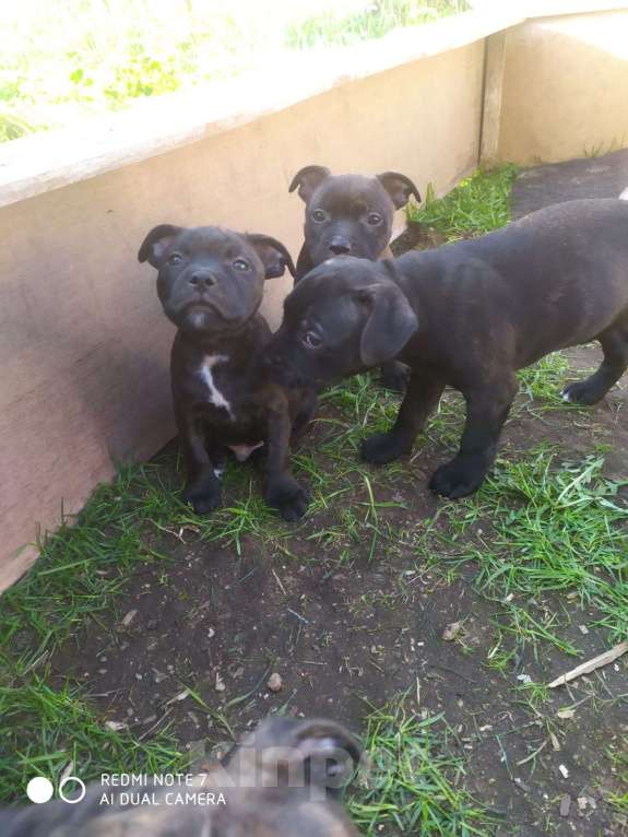 Собаки в Санкт-Петербурге: Щенки Английский стаффордширский бультерьер Мальчик, 35 000 руб. - фото 7