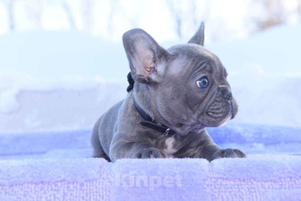 Собаки в Москве: Голубой тигр мальчик Мальчик, 60 000 руб. - фото 2