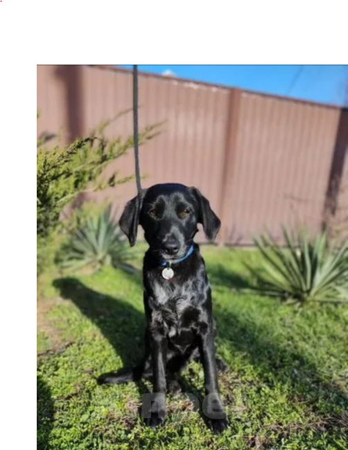 Собаки в Ростове-на-Дону: РОККИ СРОЧНО ИЩЕТ ДОМ Мальчик, Бесплатно - фото 4