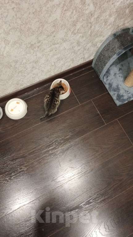 Кошки в Казани: Отдам Бесплатно котенка  Мальчик, Бесплатно - фото 7