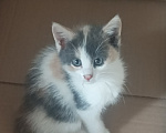 Кошки в Подольске: Котята в добрые руки Разнополые, Бесплатно - фото 1
