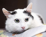 Кошки в Москве: Белый молодой нежный котик Рошфор в добрые руки Мальчик, 1 руб. - фото 4