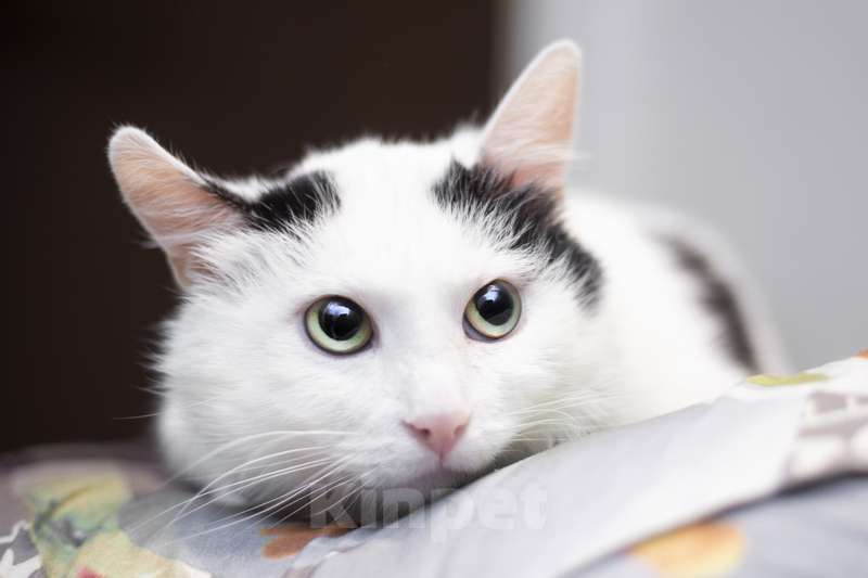 Кошки в Москве: Белый молодой нежный котик Рошфор в добрые руки Мальчик, 1 руб. - фото 4