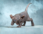 Кошки в Москве: Роскошный котенок эльфа сфинкса черный солид Мальчик, 150 000 руб. - фото 3