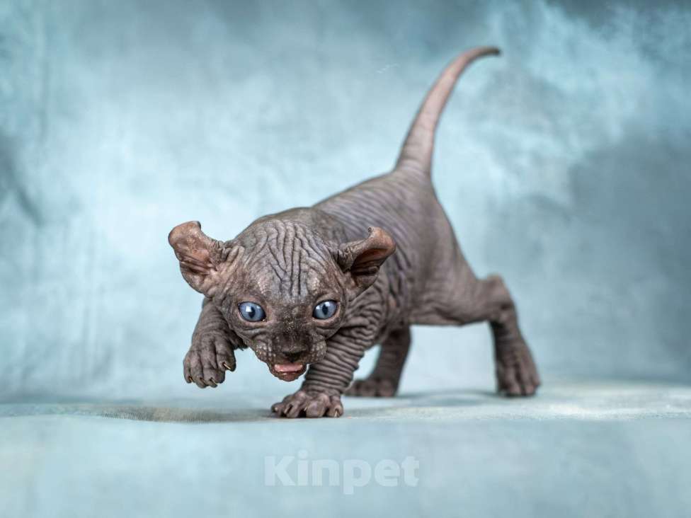 Кошки в Москве: Роскошный котенок эльфа сфинкса черный солид Мальчик, 150 000 руб. - фото 3