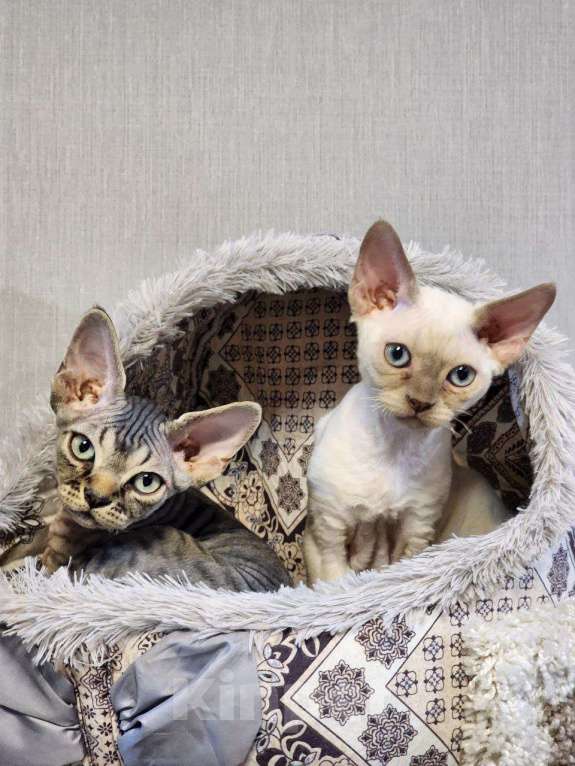 Кошки в Казани: Мальчик ,Арес Мальчик, 80 000 руб. - фото 4