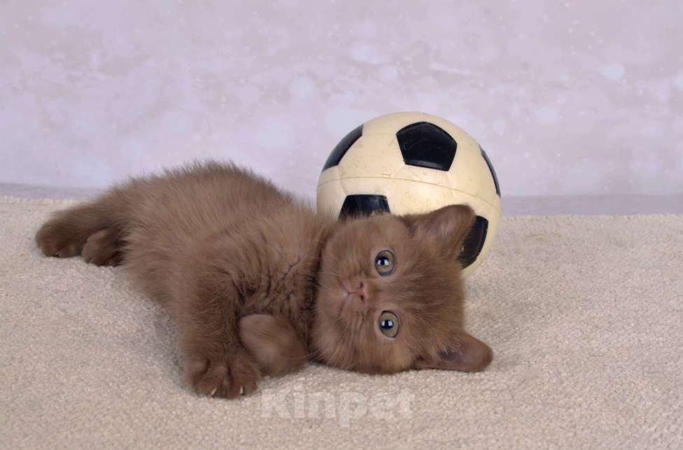 Кошки в Санкт-Петербурге: Британский котик окраса циннамон Мальчик, 50 000 руб. - фото 3