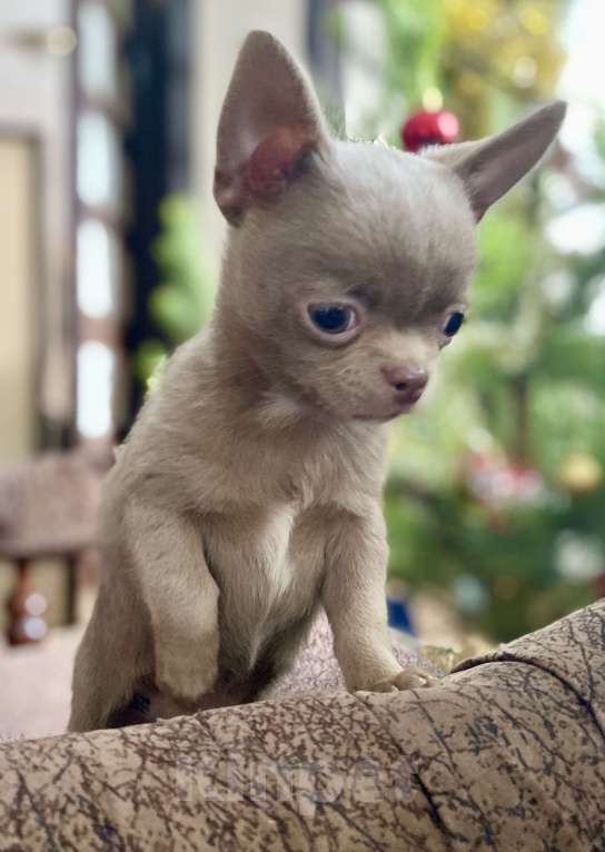 Собаки в Задонске: Клайд Мальчик, 50 000 руб. - фото 4