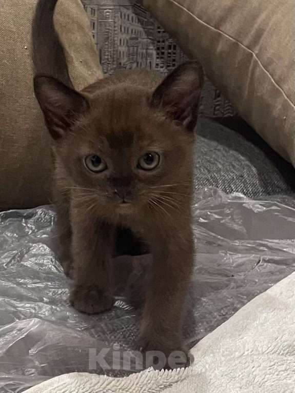 Кошки в Москве: Котята Европейской бурмы Мальчик, 25 000 руб. - фото 1