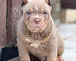 Собаки в других городах Московской области: Американский Булли щенок  Мальчик, 150 000 руб. - фото 1