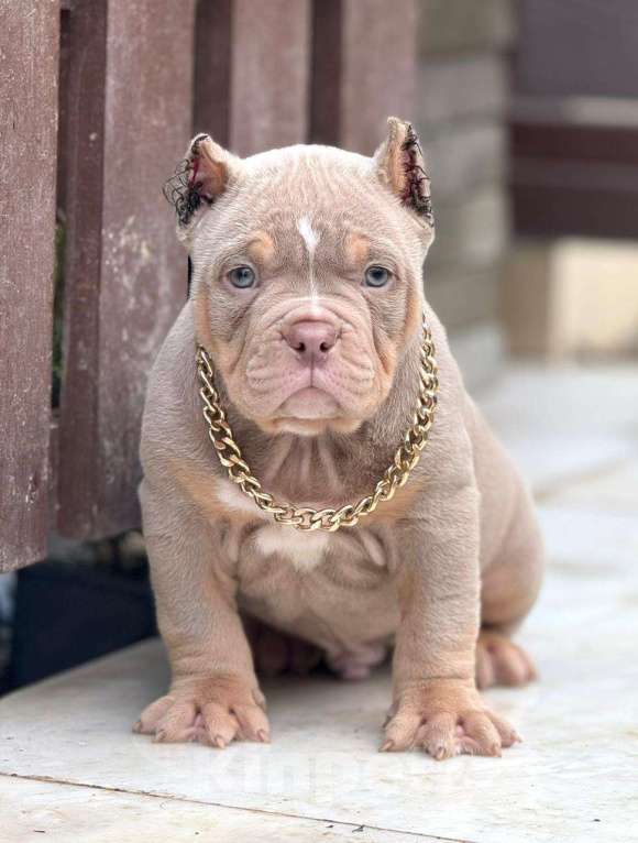 Собаки в других городах Московской области: Американский Булли щенок  Мальчик, 150 000 руб. - фото 1