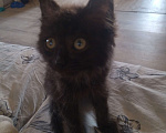 Кошки в Тюмени: Отдам котёнка в добрые руки Мальчик, Бесплатно - фото 2