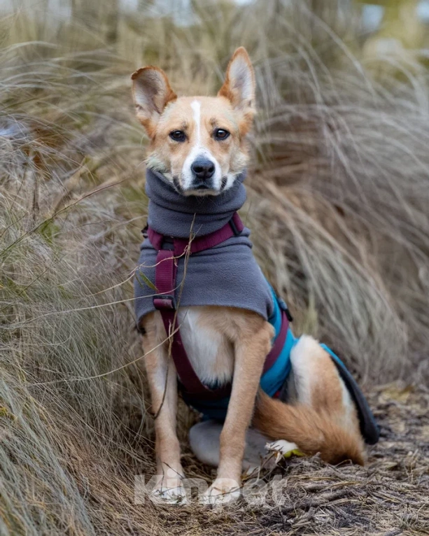 Собаки в Москве: Лили ищет дом! Девочка, Бесплатно - фото 2