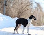 Собаки в Нижнем Новгороде: Русская псовая борзая, щенок Мальчик, 80 000 руб. - фото 5