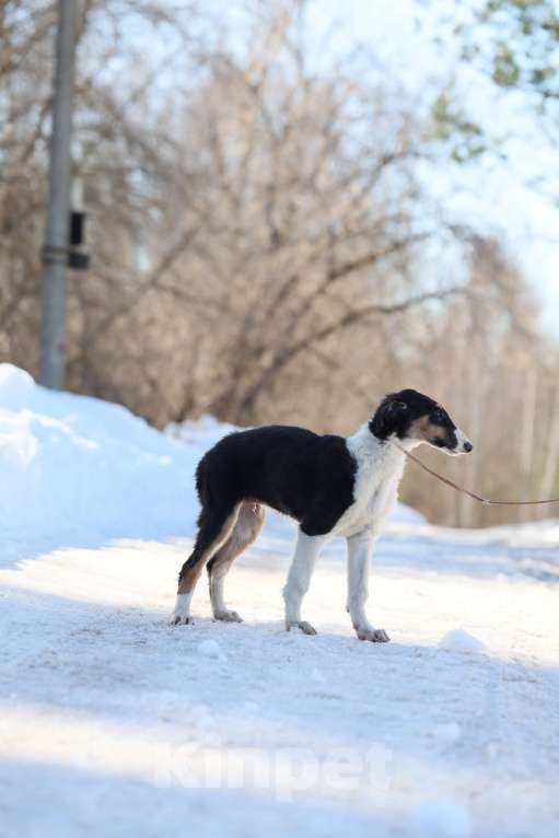 Собаки в Нижнем Новгороде: Русская псовая борзая, щенок Мальчик, 80 000 руб. - фото 5
