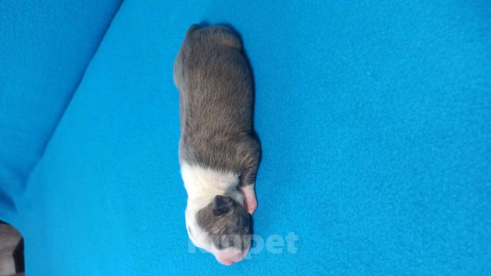 Собаки в Санкт-Петербурге: Кобель3 Мальчик, Бесплатно - фото 3