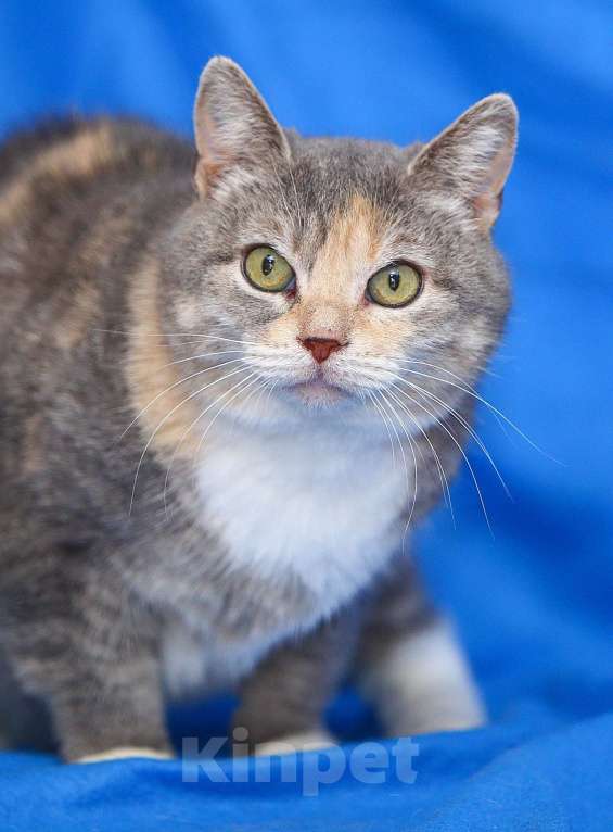 Кошки в Москве: Космическая кошка Девочка, Бесплатно - фото 2