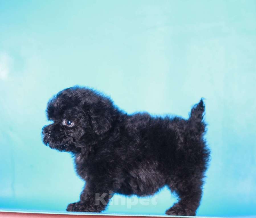 Собаки в Москве: мальтипу Ф1 щенок мини девочка Девочка, 90 000 руб. - фото 7