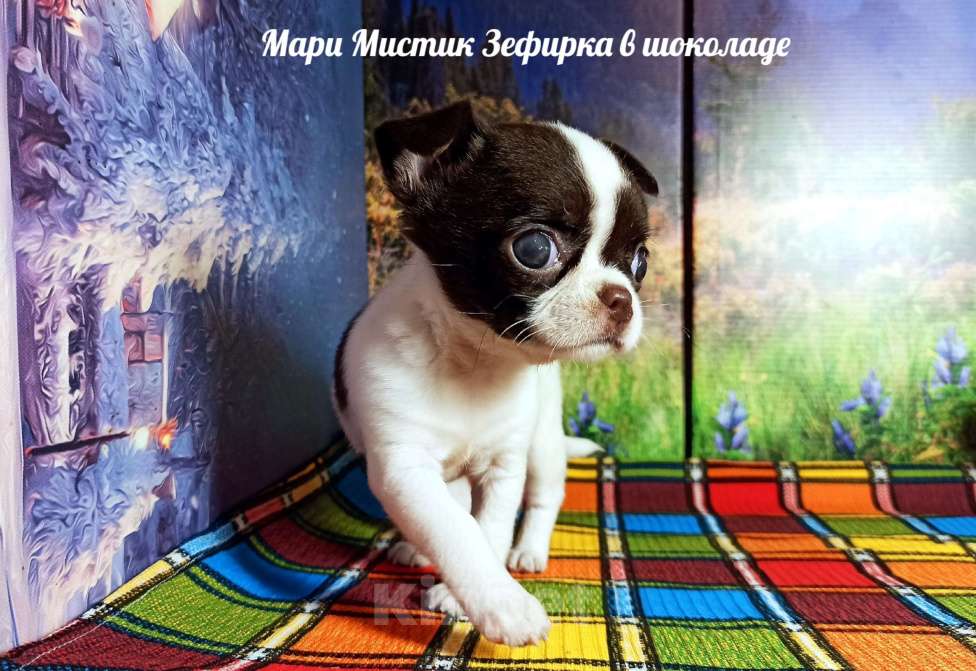 Собаки в Санкт-Петербурге: Зефирка чихуахуа бэби фейс Девочка, 100 000 руб. - фото 1