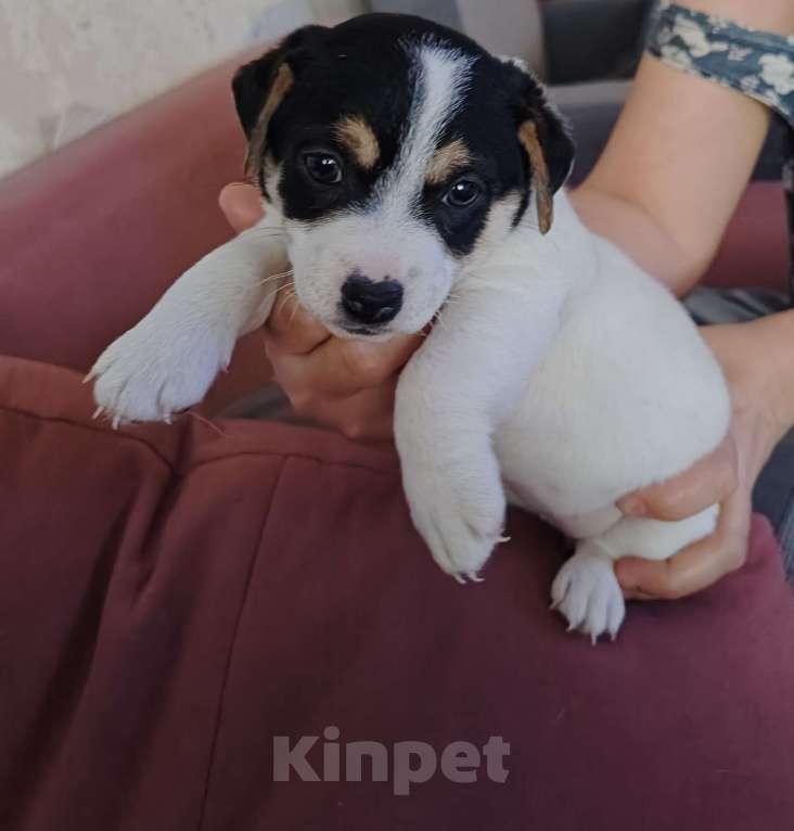 Собаки в Челябинске: продам щенка Девочка, 18 000 руб. - фото 2