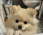 Собаки в Москве: Померанский шпиц малый Девочка, 25 000 руб. - фото 3