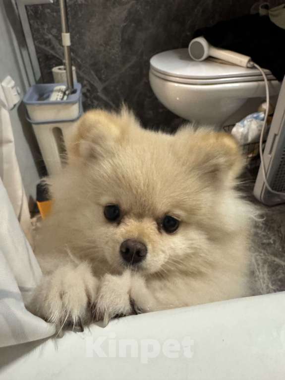Собаки в Москве: Померанский шпиц малый Девочка, 25 000 руб. - фото 3