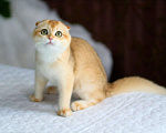 Кошки в Волгодонске: Котёнок Британский Девочка, 13 000 руб. - фото 1